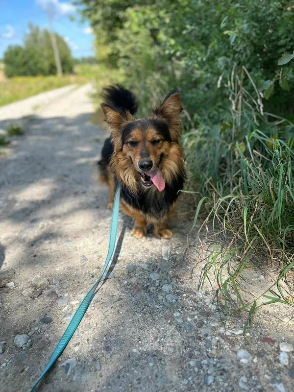 Oddam psa, Szłapy, 19 sierpnia 2024 (2/4)