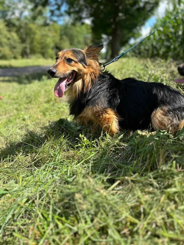 Oddam psa, Szłapy, 19 sierpnia 2024 (3/4)