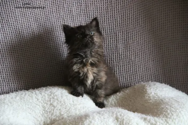 Kot do adopcji, Nowy Dwór Mazowiecki, 19 sierpnia 2024 (1/5)