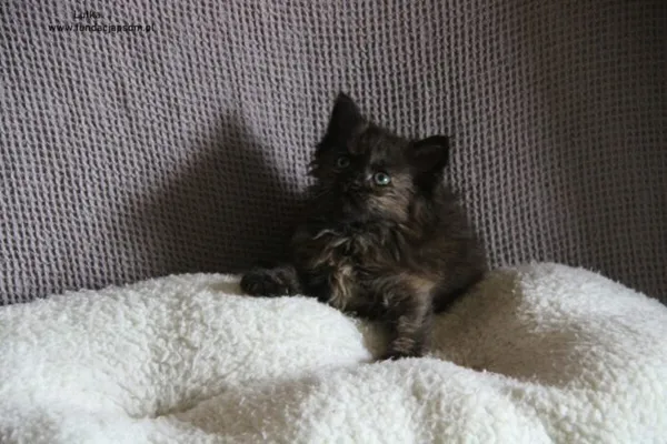 Kot do adopcji, Nowy Dwór Mazowiecki, 19 sierpnia 2024 (2/5)