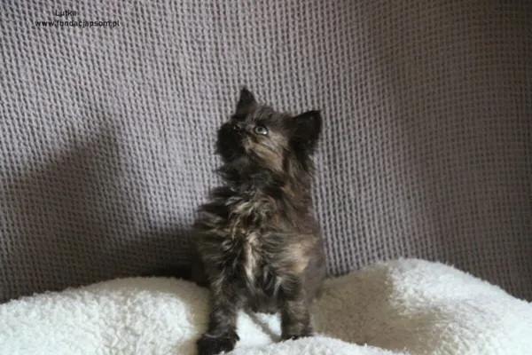 Kot do adopcji, Nowy Dwór Mazowiecki, 19 sierpnia 2024 (3/5)