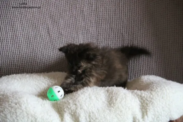 Kot do adopcji, Nowy Dwór Mazowiecki, 19 sierpnia 2024 (5/5)