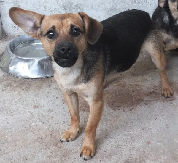 Znaleziono psa, Nowa Krępa, 20 lipca 2024