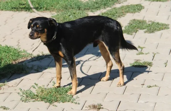 Pies do adopcji, Nowy Dwór Mazowiecki, 19 sierpnia 2024 (4/5)