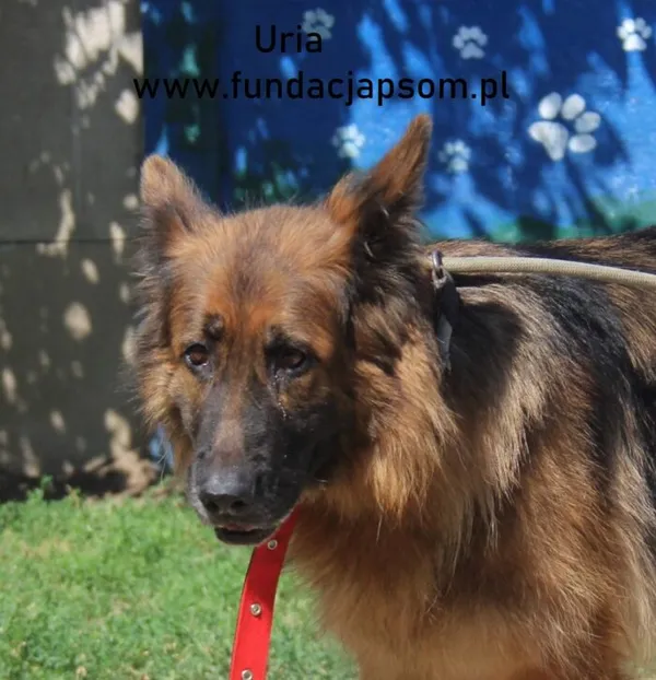 Pies do adopcji, Nowy Dwór Mazowiecki, 19 sierpnia 2024 (1/4)