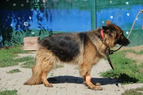 Pies do adopcji, Nowy Dwór Mazowiecki, 19 sierpnia 2024 (2/4)