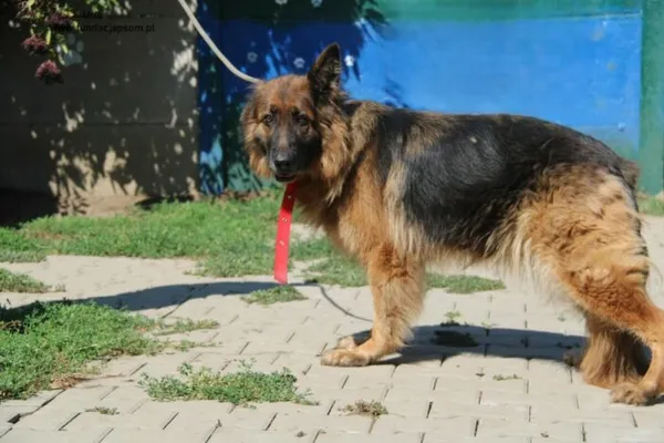 Pies do adopcji, Nowy Dwór Mazowiecki, 19 sierpnia 2024 (3/4)