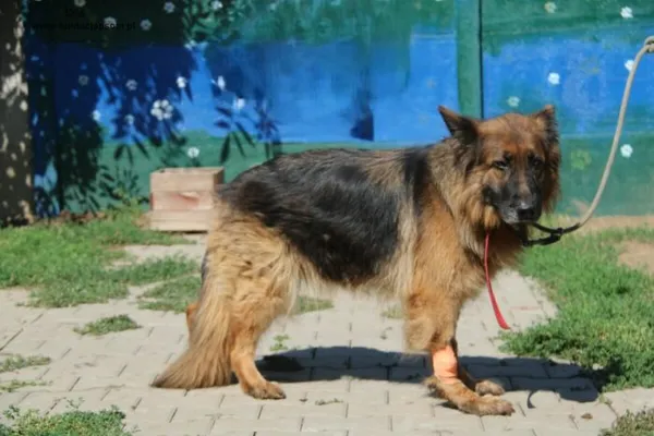 Pies do adopcji, Nowy Dwór Mazowiecki, 19 sierpnia 2024 (4/4)