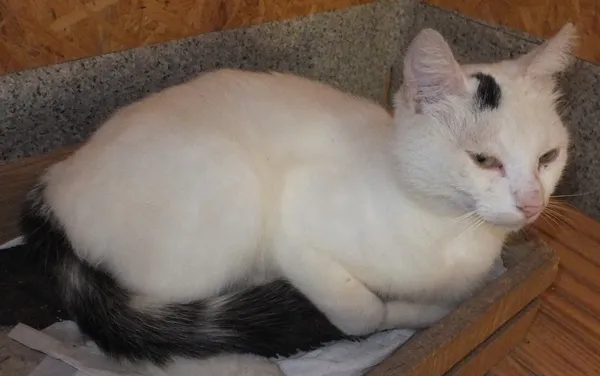 Znaleziono kota, Nowa Krępa, 19 lipca 2024