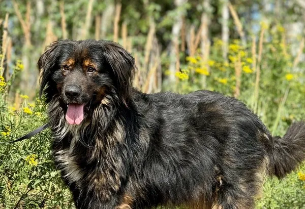 Pies do adopcji, Pieczyska, 19 sierpnia 2024 (1/5)