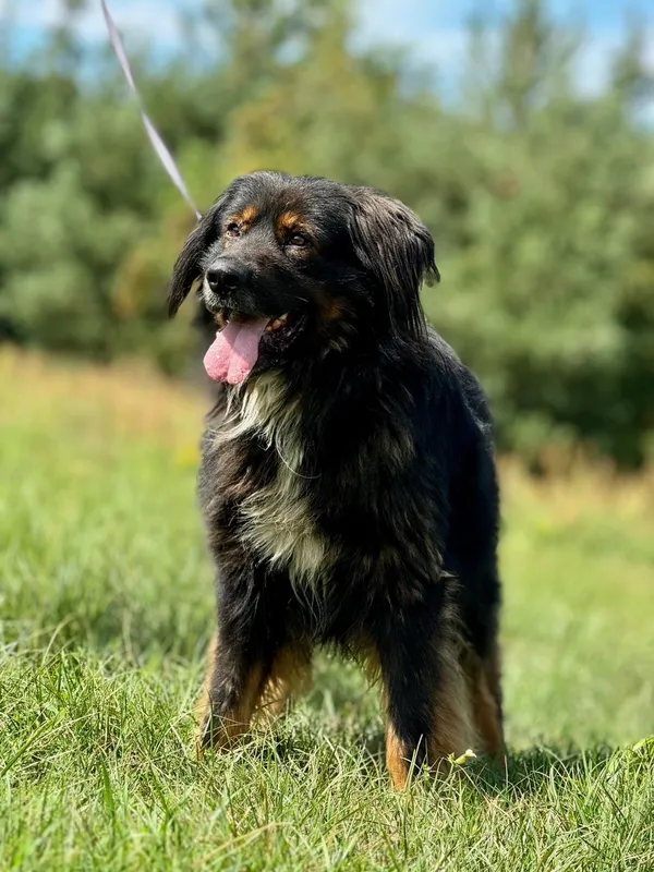 Pies do adopcji, Pieczyska, 19 sierpnia 2024 (3/5)