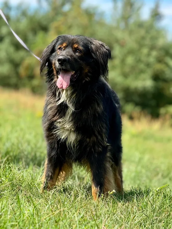 Pies do adopcji, Pieczyska, 19 sierpnia 2024 (4/5)