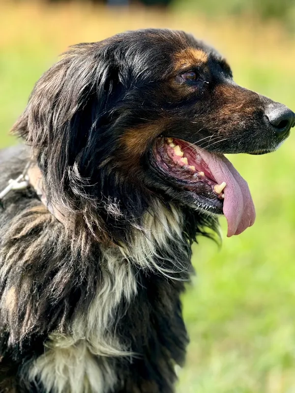 Pies do adopcji, Pieczyska, 19 sierpnia 2024 (5/5)