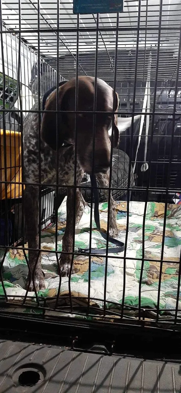 Znaleziono psa, Sosnowiec, 19 sierpnia 2024