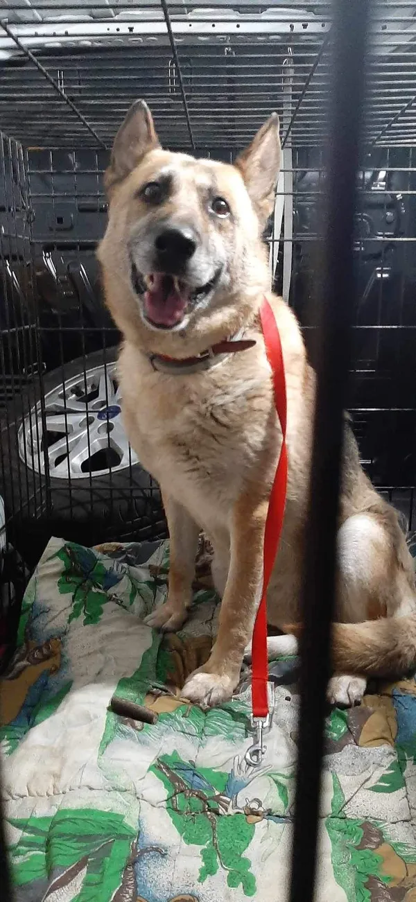 Znaleziono psa, Sosnowiec, 17 sierpnia 2024