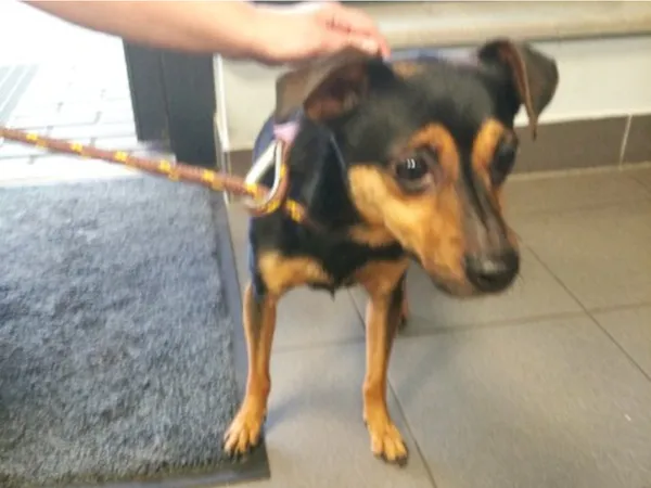 Znaleziono psa, Bydgoszcz, 15 sierpnia 2024