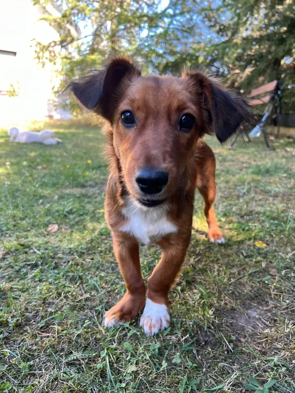 Oddam psa, Warszawa, Pelcowizna, 20 sierpnia 2024 (1/5)