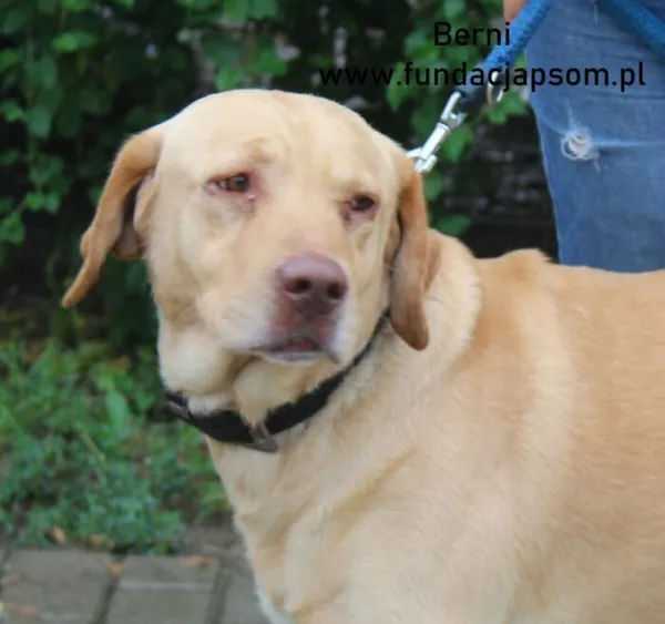 Pies do adopcji, Nowy Dwór Mazowiecki, 20 sierpnia 2024 (1/5)