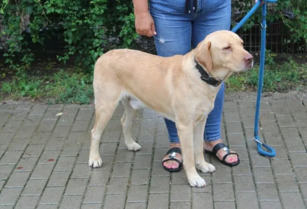 Pies do adopcji, Nowy Dwór Mazowiecki, 20 sierpnia 2024 (5/5)