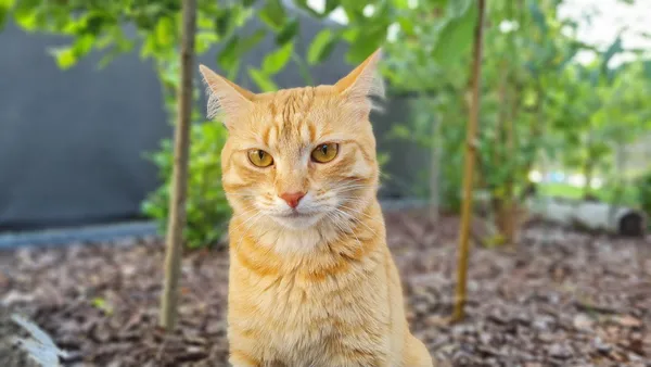 Zaginął kot, Władysławowo, Cetniewo, 20 sierpnia 2024 (2/3)