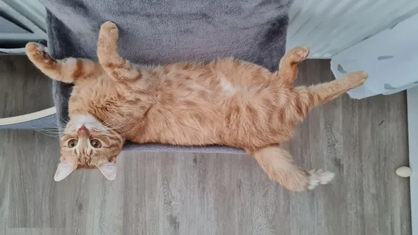 Zaginął kot, Władysławowo, Cetniewo, 20 sierpnia 2024 (3/3)