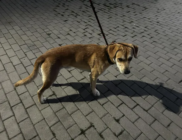 Znaleziono psa, Świdnica, 19 sierpnia 2024