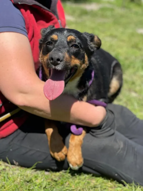 Pies do adopcji, Pieczyska, 20 sierpnia 2024 (2/5)