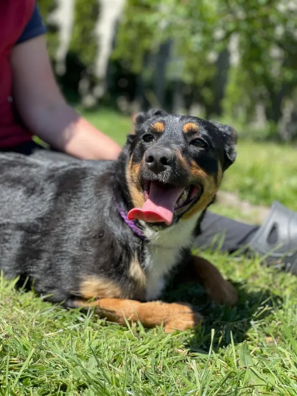 Pies do adopcji, Pieczyska, 20 sierpnia 2024 (3/5)