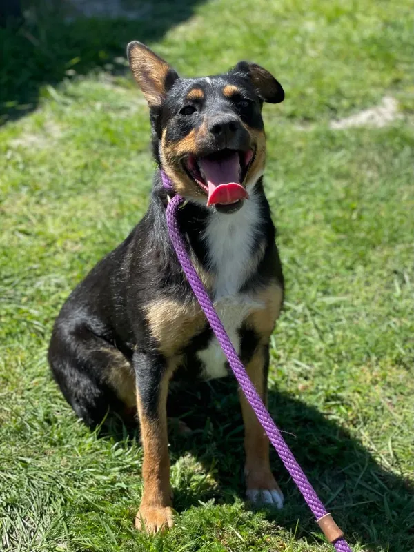 Pies do adopcji, Pieczyska, 20 sierpnia 2024 (4/5)