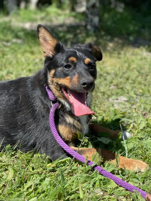 Pies do adopcji, Pieczyska, 20 sierpnia 2024 (5/5)