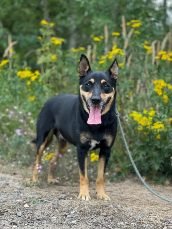 Pies do adopcji, Pieczyska, 20 sierpnia 2024 (4/5)