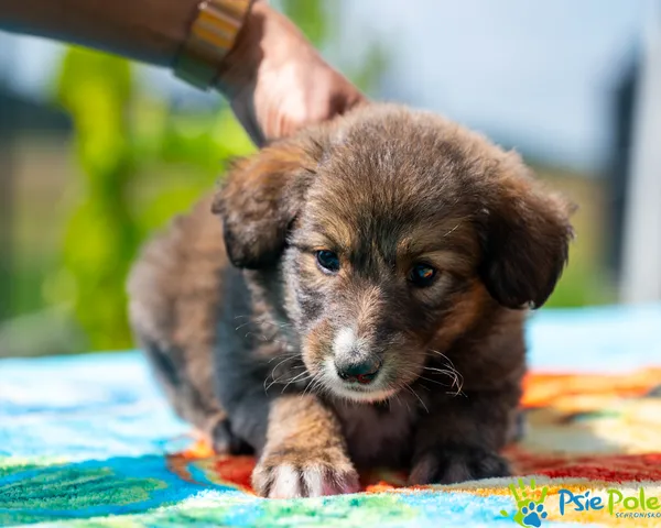 Pies do adopcji, Racławice, 16 sierpnia 2024 (1/5)