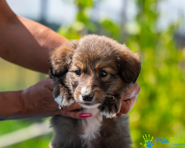 Pies do adopcji, Racławice, 16 sierpnia 2024 (4/5)