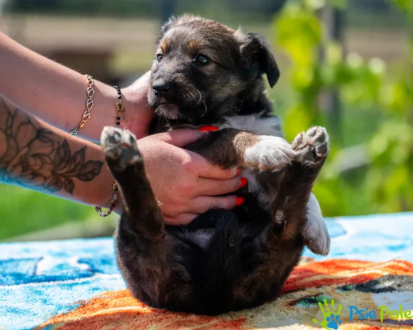 Pies do adopcji, Racławice, 16 sierpnia 2024 (5/5)