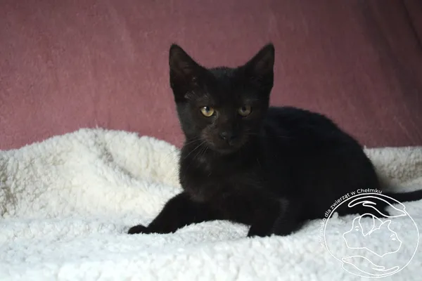 Kot do adopcji, Chełmek, 31 lipca 2024