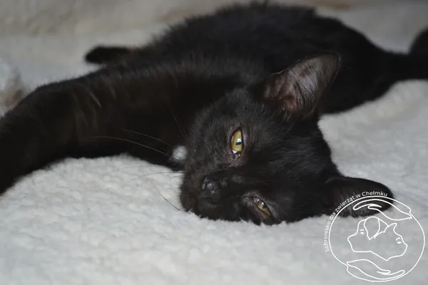 Kot do adopcji, Chełmek, 31 lipca 2024