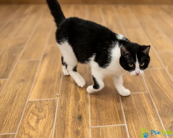 Kot do adopcji, Racławice, 12 sierpnia 2024 (3/5)