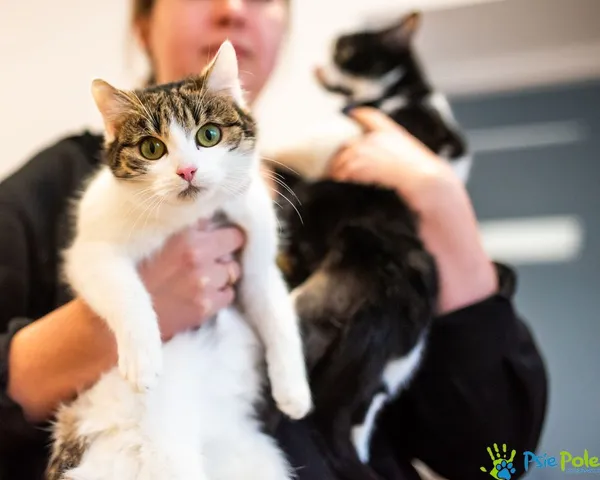 Kot do adopcji, Racławice, 12 sierpnia 2024 (4/5)