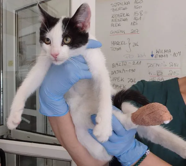 Znaleziono kota, Łódź, 20 sierpnia 2024 (1/2)