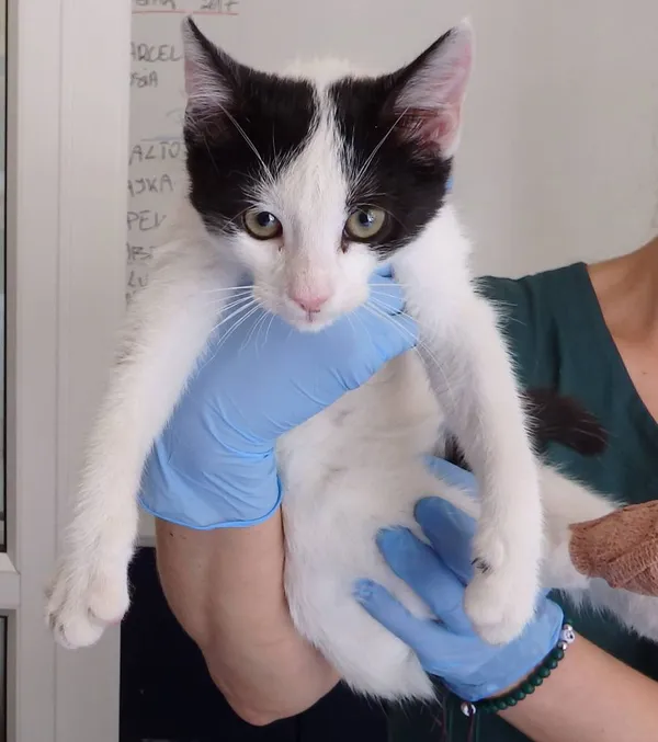 Znaleziono kota, Łódź, 20 sierpnia 2024 (2/2)