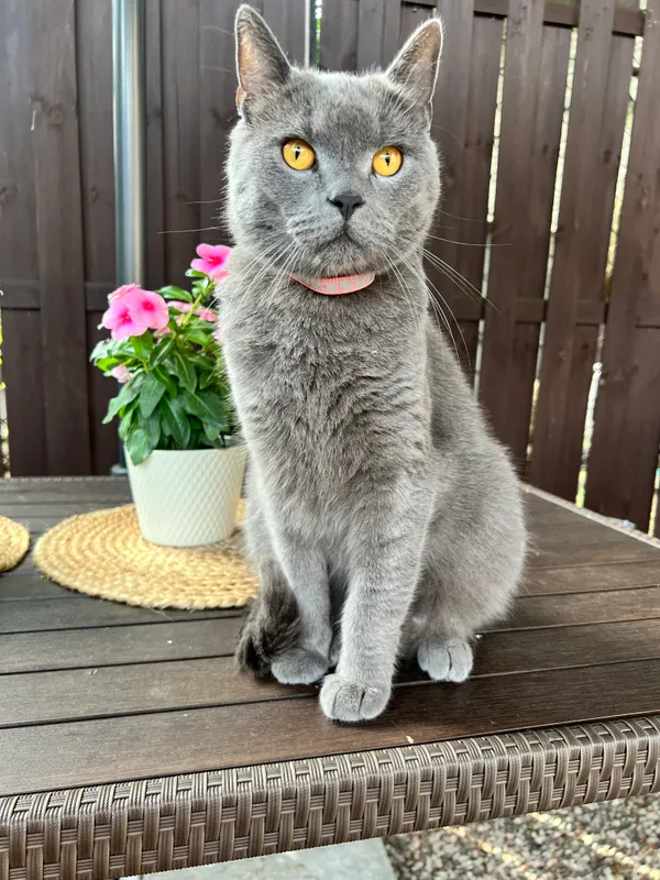 Zaginął kot, Warszawa, Zacisze, 21 sierpnia 2024