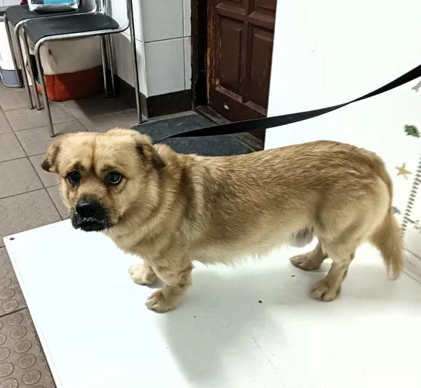 Znaleziono psa, Bytom, 21 sierpnia 2024