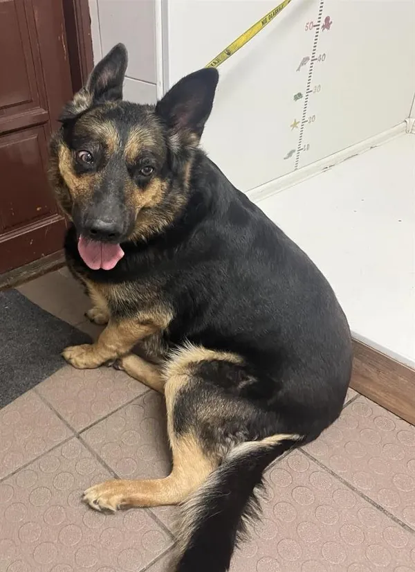 Znaleziono psa, Bytom, 21 sierpnia 2024