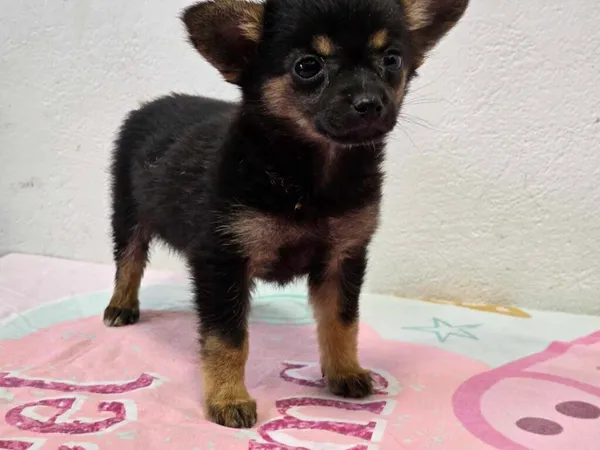 Pies do adopcji, Ropczyce, 21 sierpnia 2024