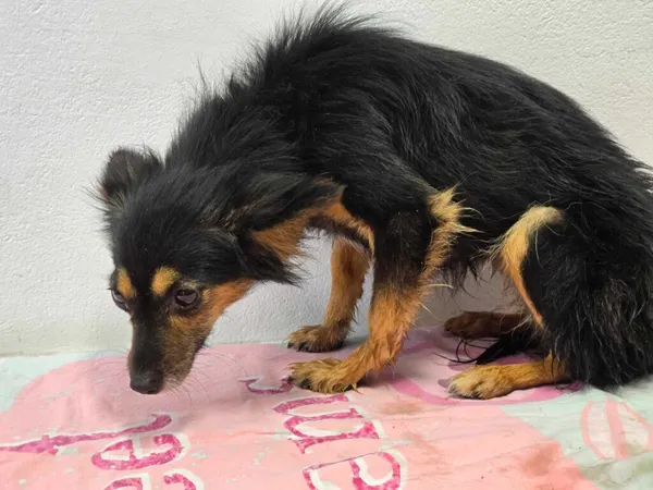 Pies do adopcji, Ropczyce, 21 sierpnia 2024