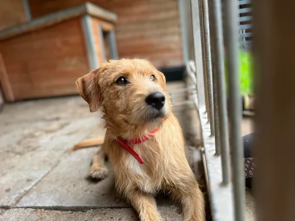 Pies do adopcji, Sosnowice, 16 lipca 2024 (2/2)