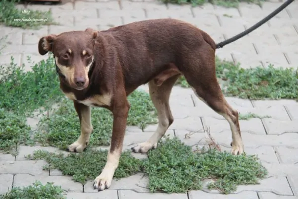 Pies do adopcji, Nowy Dwór Mazowiecki, 21 sierpnia 2024 (2/5)