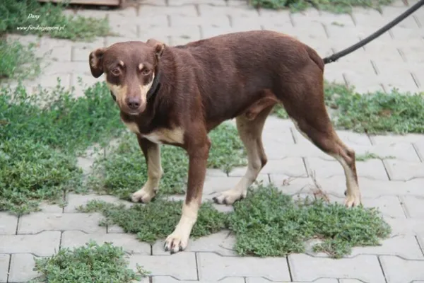 Pies do adopcji, Nowy Dwór Mazowiecki, 21 sierpnia 2024 (3/5)