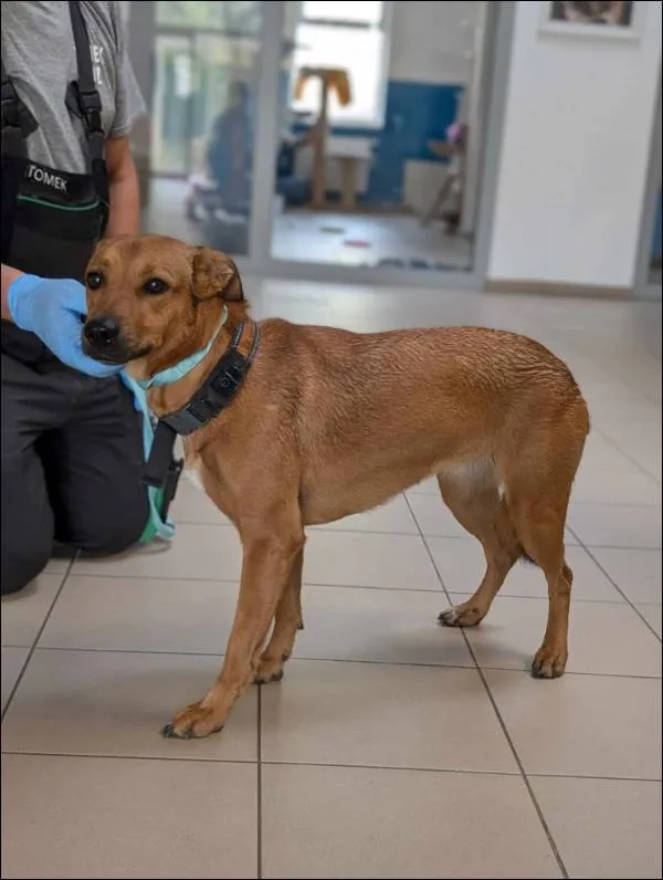 Znaleziono psa, Grudziądz, 21 sierpnia 2024