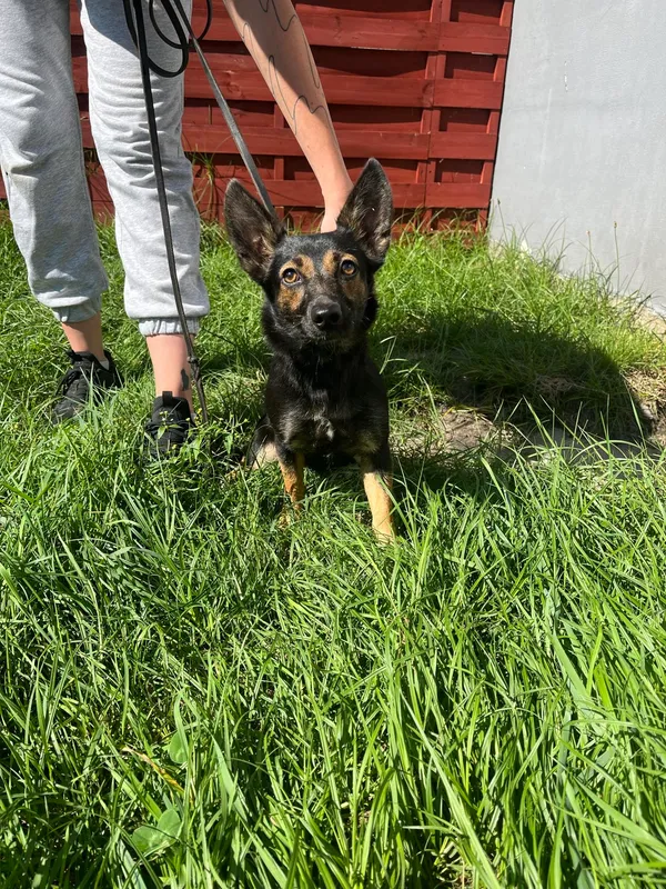 Znaleziono psa, Czartki, 21 sierpnia 2024